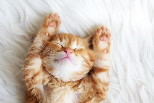 寝転んで両手を伸ばす可愛い猫